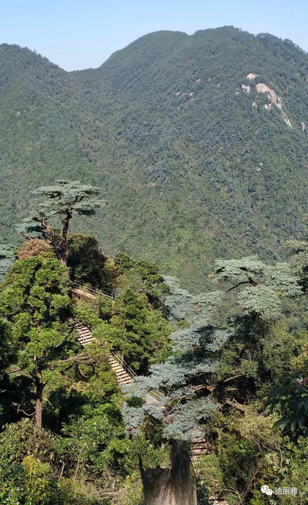 �����Ň��c����